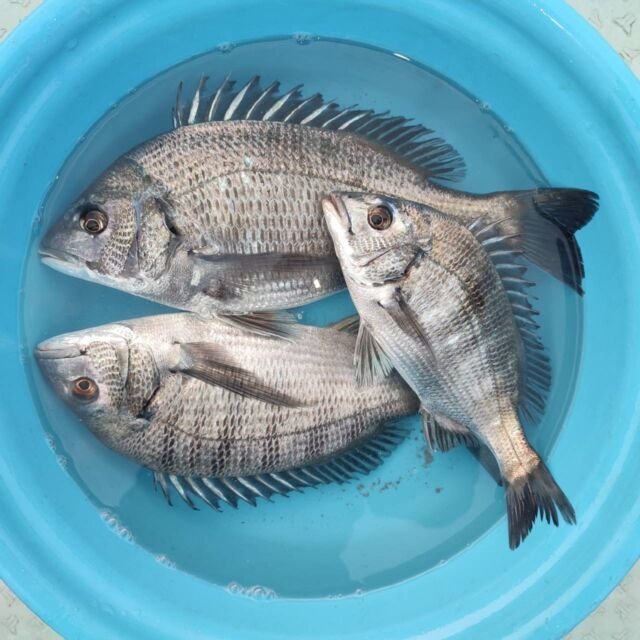 チヌ(クロダイ)