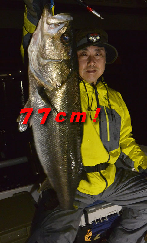 シーバス(スズキ)