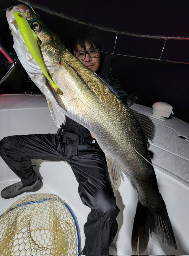 シーバス(スズキ)