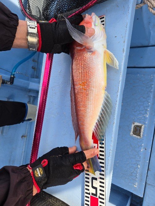 アマダイ(アカアマダイ)