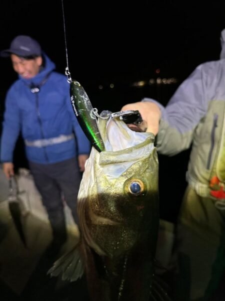 シーバス(スズキ)