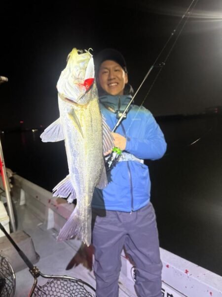 シーバス(スズキ)