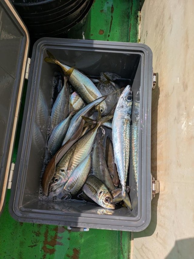 アジ(マアジ)・サバ(マサバ)