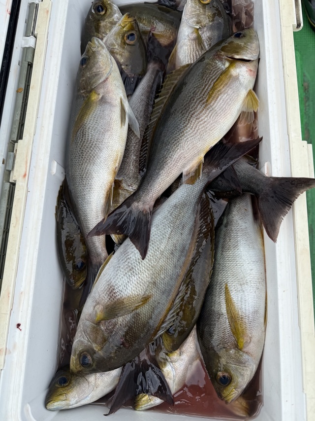 イサギ(イサキ)