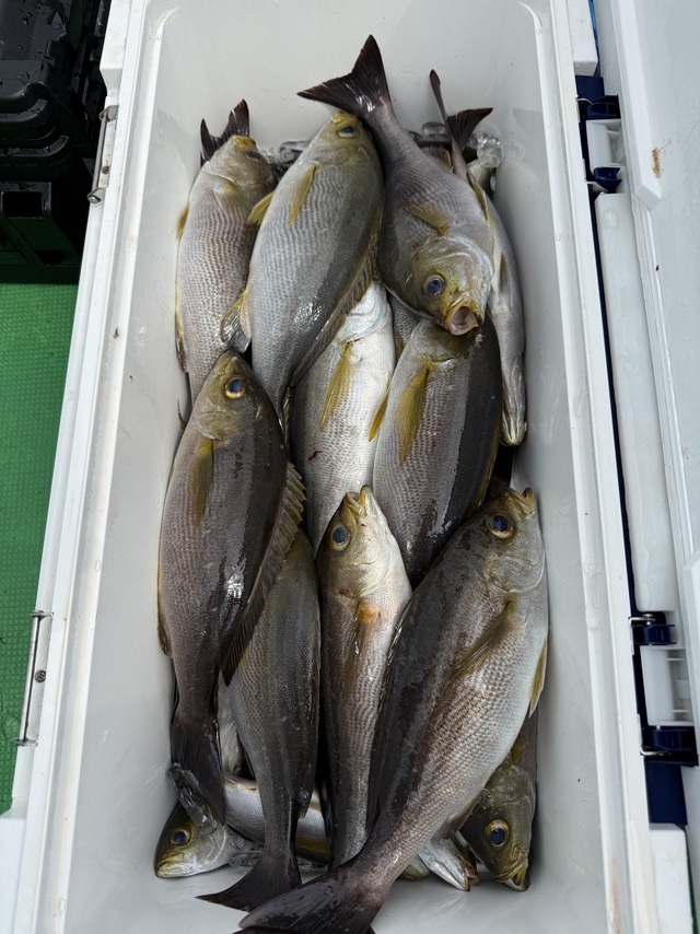 イサギ(イサキ)