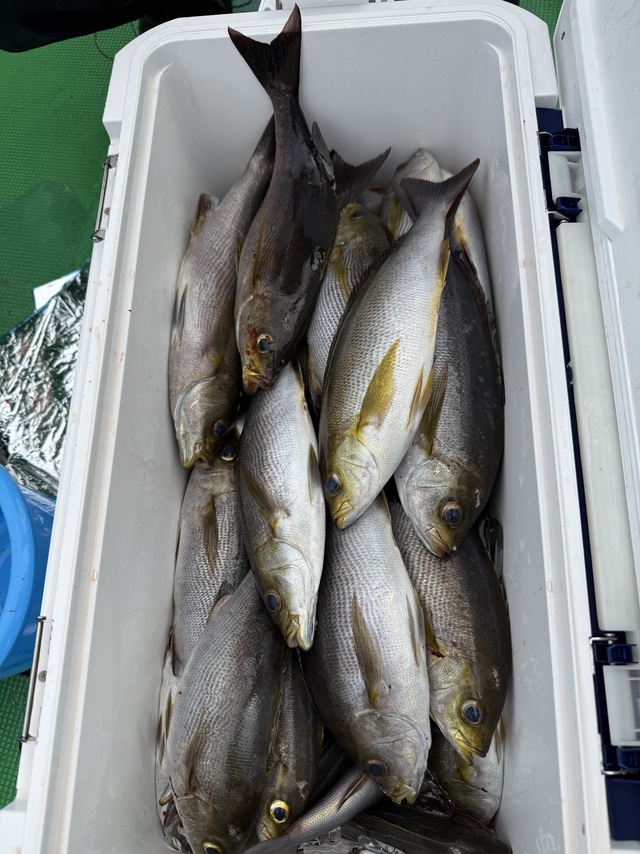 イサギ(イサキ)