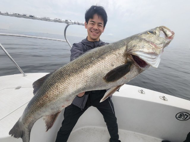 シーバス(スズキ)