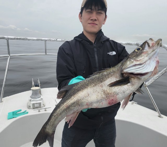 シーバス(スズキ)