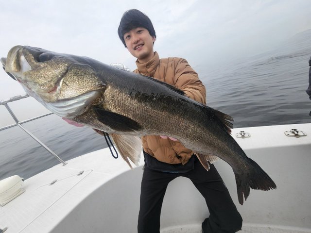 シーバス(スズキ)