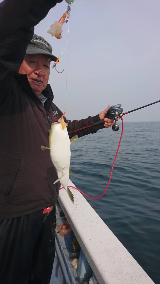 ショウサイフグ