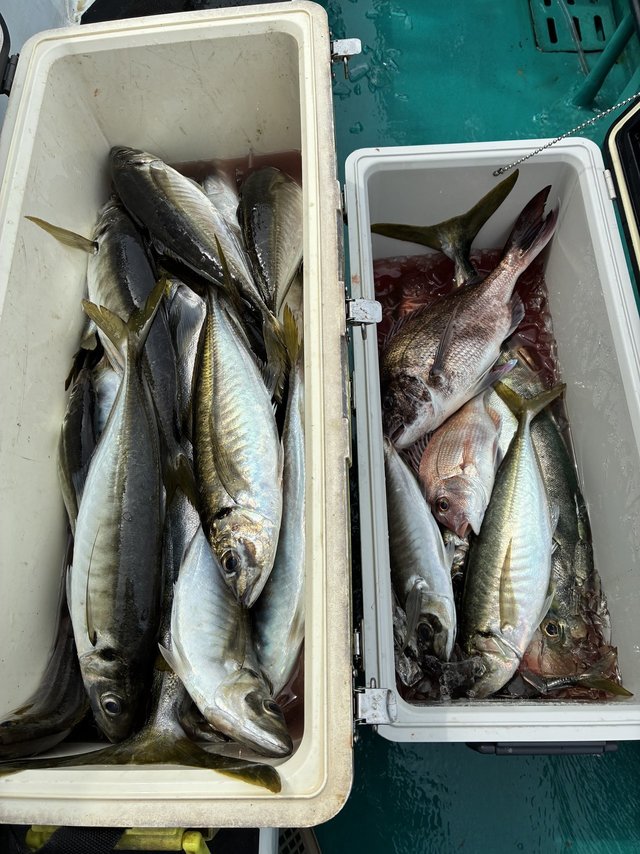 マダイ・マアジ