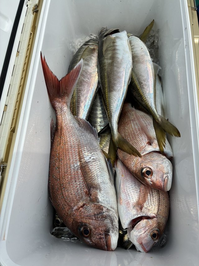 マダイ・マアジ