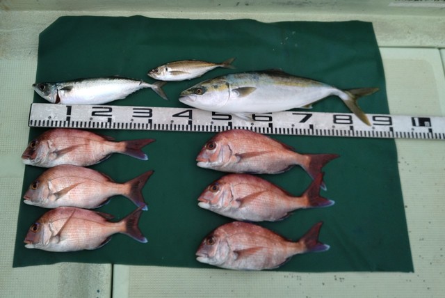 マダイ・マアジ・ハマチ(ブリ)・サバ(マサバ)