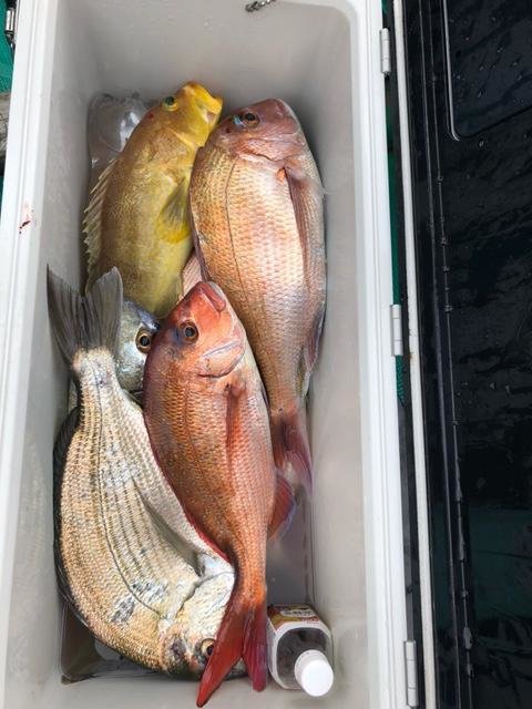 マダイ・アオハタ