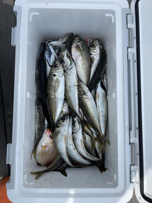 アジ(マアジ)・サバ(マサバ)