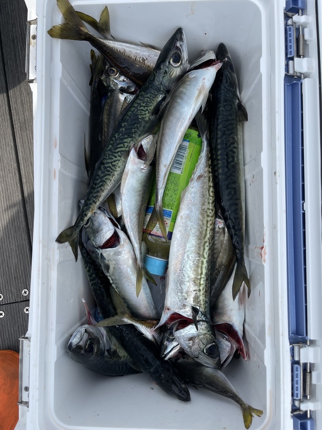 アジ(マアジ)・サバ(マサバ)