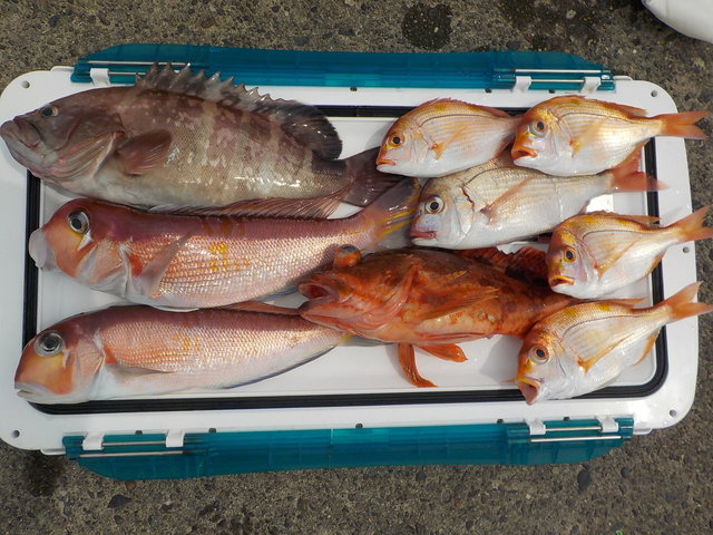 アマダイ(アカアマダイ)・ハタ(マハタ)