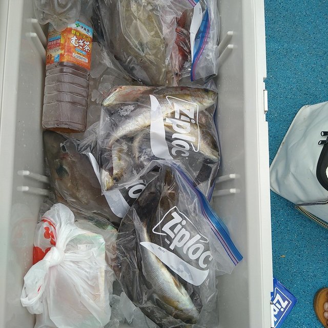 イサキ・ウマヅラ(ウマヅラハギ)