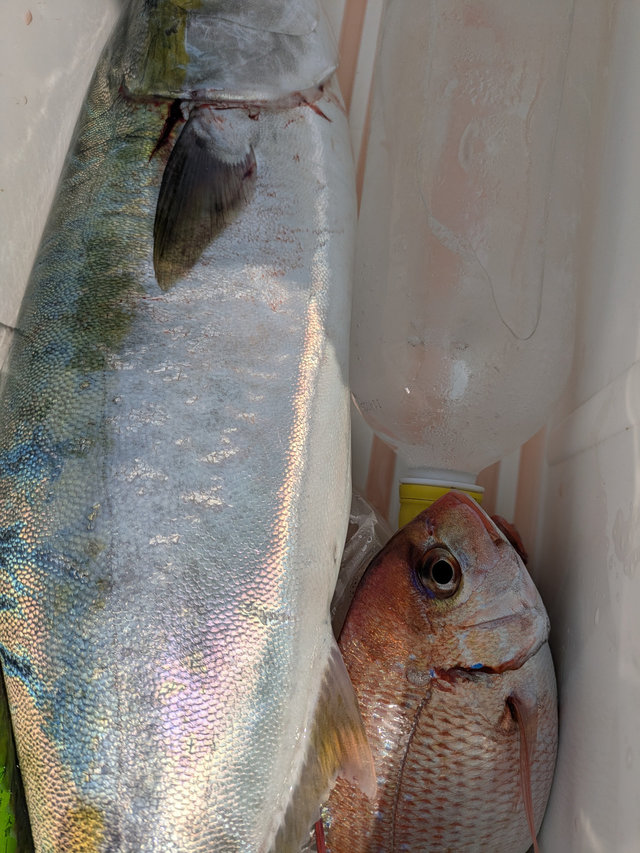 マダイ・ワラサ(ブリ)