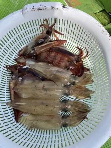 マルイカ(ケンサキイカ)・ムギイカ(スルメイカ)