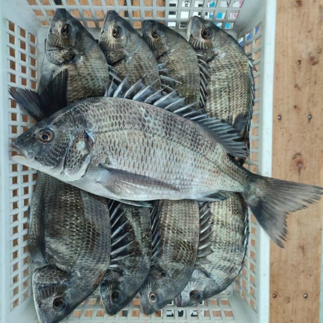 チヌ(クロダイ)