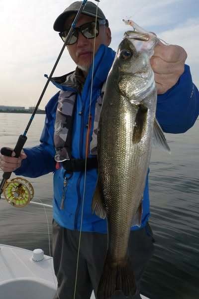 シーバス(スズキ)