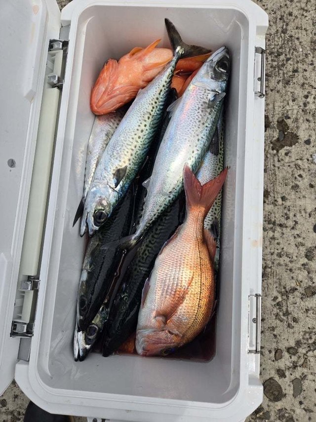 マダイ・アヤメカサゴ・サバ(ゴマサバ)