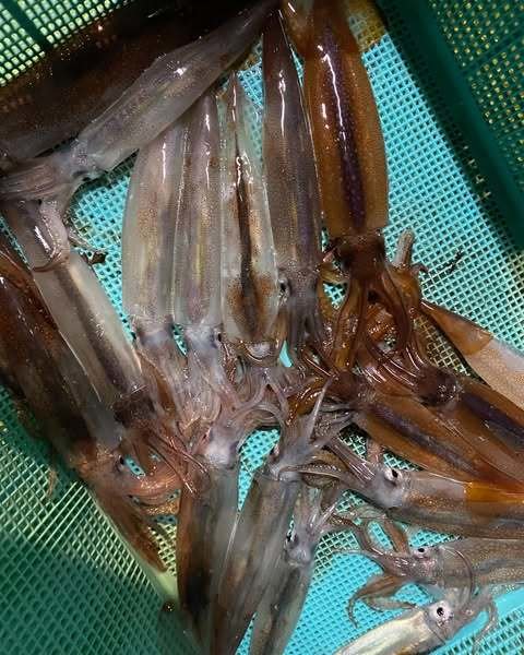 ムギイカ(スルメイカ)