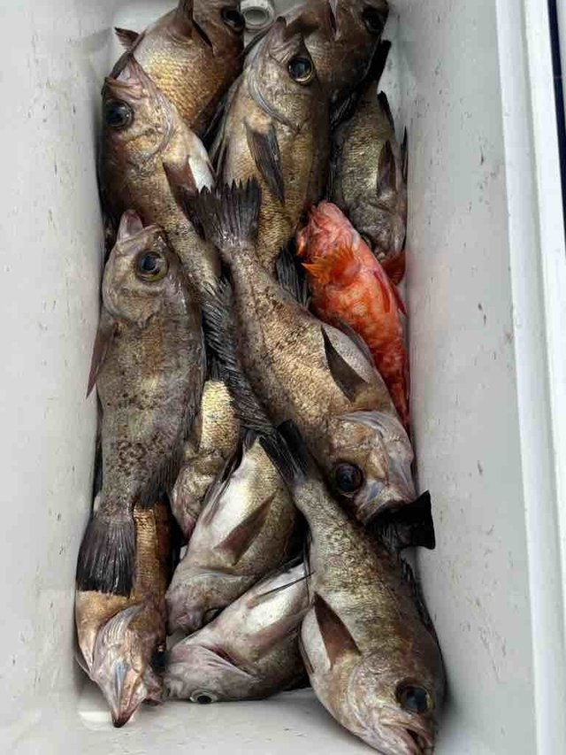 カサゴ・メバル