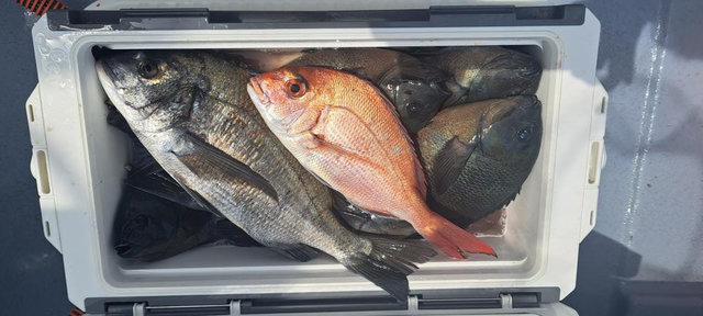 マダイ・クロダイ