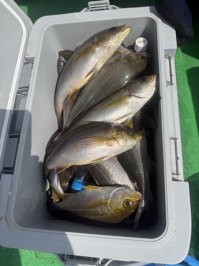 イサギ(イサキ)