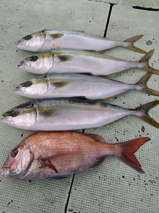 タイ(マダイ)・ハマチ(ブリ)