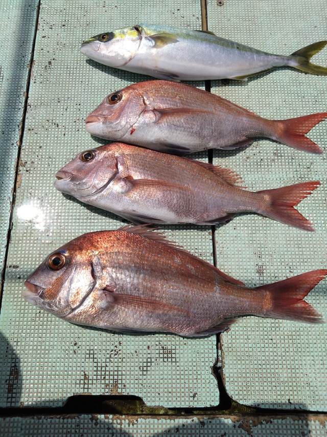 タイ(マダイ)・ハマチ(ブリ)