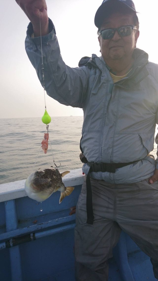 ショウサイフグ