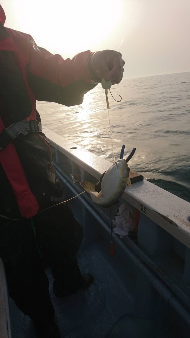 ショウサイフグ