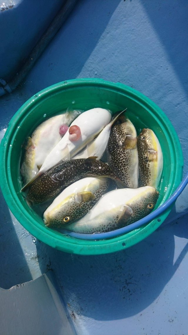 ショウサイフグ