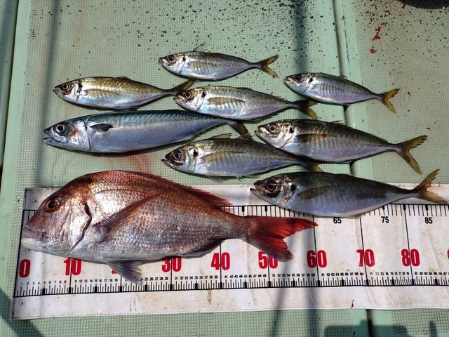 タイ(マダイ)・アジ(マアジ)・マサバ