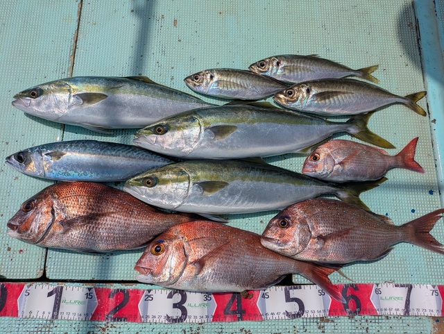 タイ(マダイ)・アジ(マアジ)・ハマチ(ブリ)・マサバ