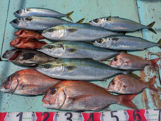 タイ(マダイ)・ハマチ(ブリ)・マサバ