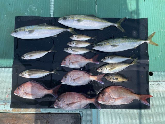 マダイ・ハマチ(ブリ)