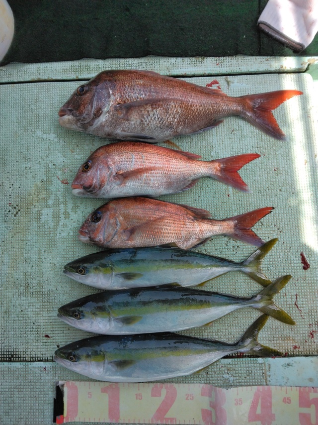 マダイ・ツバス(ブリ)