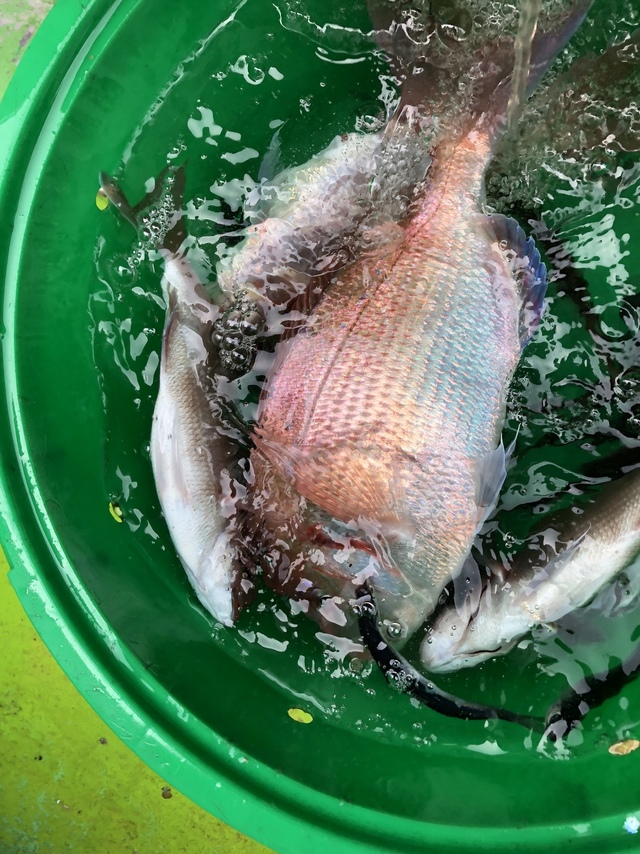 ハナダイ(チダイ)