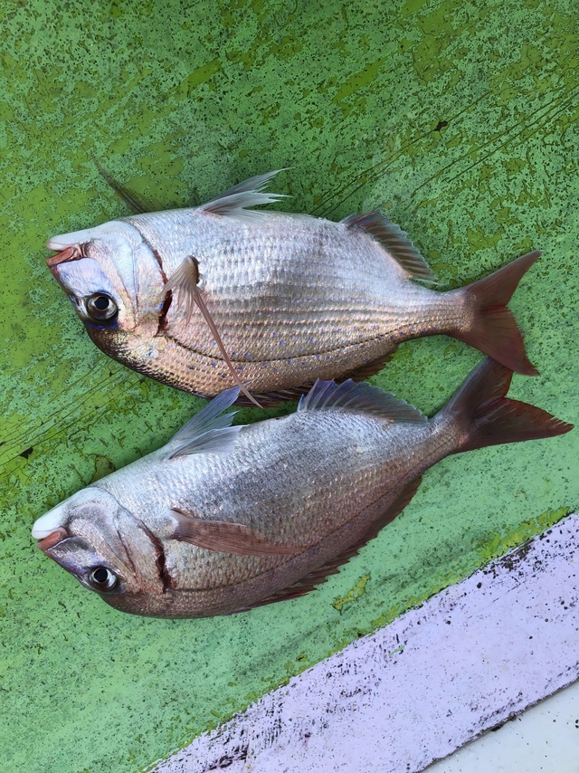 ハナダイ(チダイ)