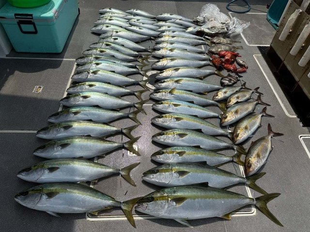 ワカシ(ブリ)・ヒラマサ・カサゴ