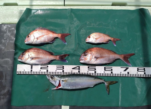 マダイ・マサバ