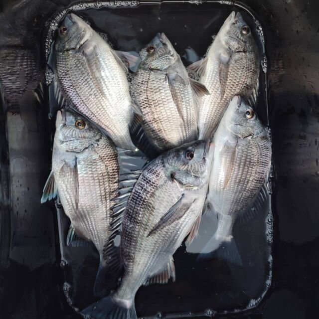 チヌ(クロダイ)