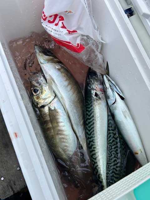 アジ(マアジ)・サバ(ゴマサバ)