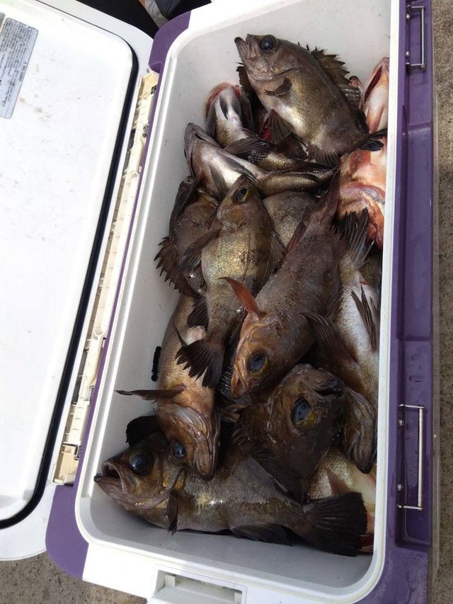 カサゴ・メバル