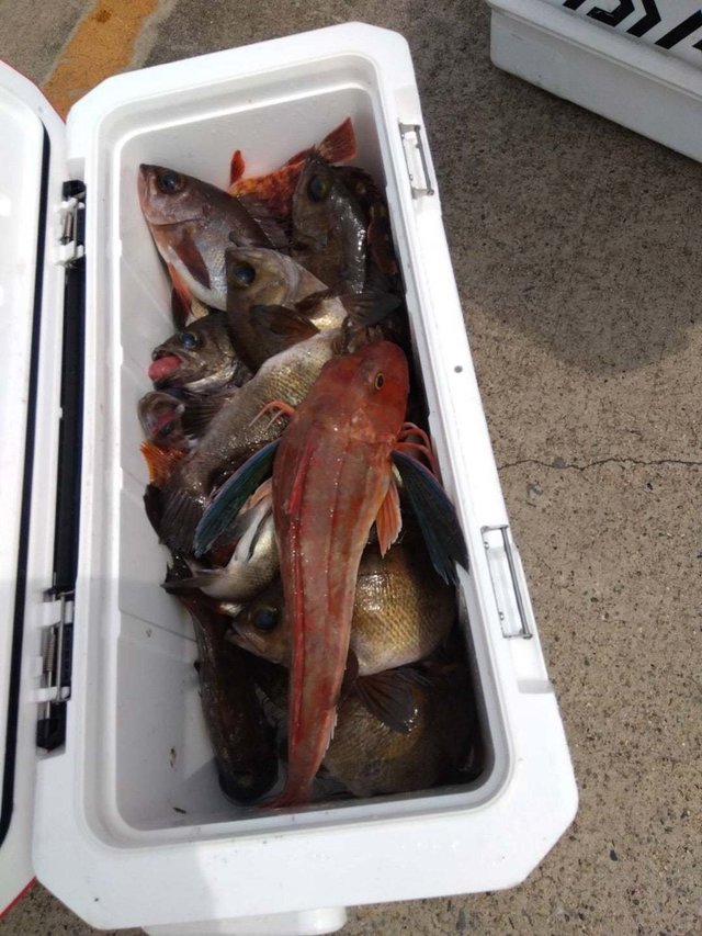 メバル・ホウボウ