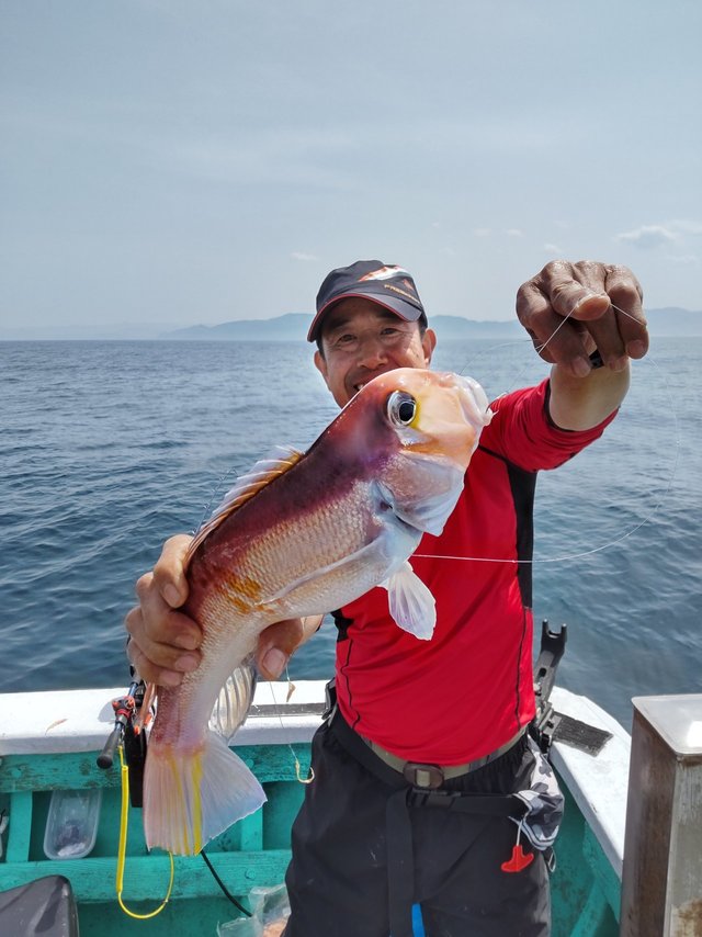 アマダイ(アカアマダイ)